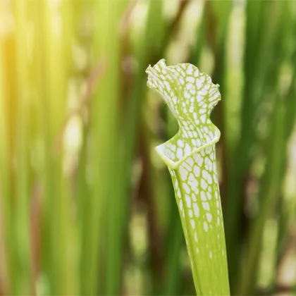 Špirlica bielolistá biela - Sarracenia leucophylla - predaj semien - 10 ks