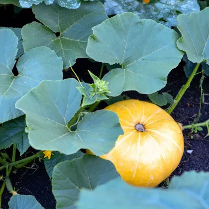 Tekvica Gele Reuzen - Cucurbita maxima - predaj semien - 5 ks