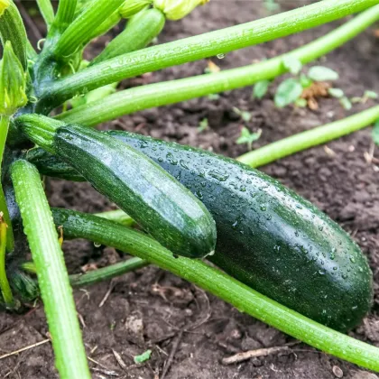 BIO Cuketa Ola Escaladora - Cucurbita pepo - predaj bio semien - 5 ks