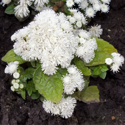 Agerát Aloha biely - Ageratum - predaj semien - 20 ks