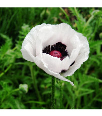 Mak východný Checkers - Papaver orientale - predaj semien - 50 ks