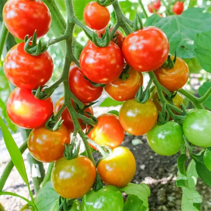 BIO Paradajka koktailová Primavera - Solanum lycopersicum - predaj bio semien - 7 ks