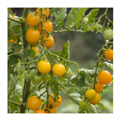 Divoká paradajka Murmel žltá - Solanum pimpinellifolium - predaj bio semien - 6 ks