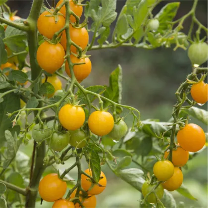 Divoká paradajka Murmel žltá - Solanum pimpinellifolium - predaj bio semien - 6 ks