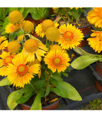 Kokarda Arizona Apricot - Gaillardia aristata - predaj semien kokardy - 10 ks