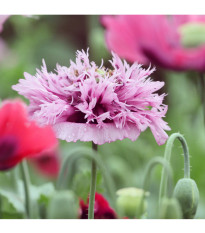 Semienka maku – Mak okrasný Lilac Pompon – Papaver somniferum