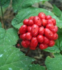 Ženšen pravý - Ginseng - Panax ginseng - semiačka - 2 ks