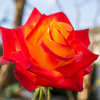 Ruža veľkokvetá kríčková červeno-žltá - Rosa - voľnokorenné sadeničky ruží - 1 ks