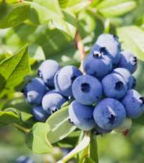 Čučoriedka kanadská - Vaccinium corymbosum - voľnokorenné sadenice čučoriedok - 1 ks