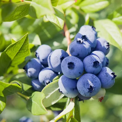 Čučoriedka kanadská - Vaccinium corymbosum - voľnokorenné sadenice čučoriedok - 1 ks