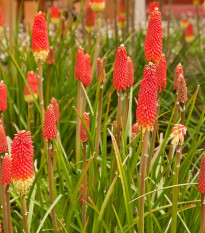 Fakľovka Nancy Red - Kniphofia - voľnokorenné sadenice fakľoviek - 1 ks