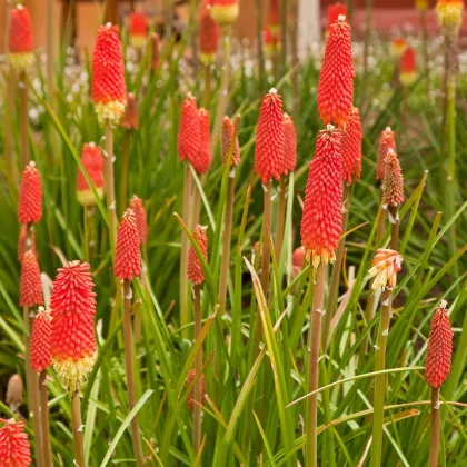 Fakľovka Nancy Red - Kniphofia - voľnokorenné sadenice fakľoviek - 1 ks