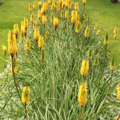 Fakľovka Minister Verschuur - Kniphofia - voľnokorenné sadenice fakľoviek - 1 ks