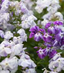 Plamienka latnatá zmes farieb - Phlox paniculata grandiflora - predaj semien - 15 ks