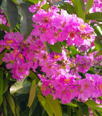 Lagerstroemia nádherná - Lagerstroemia floribunda - semiačka - 7 ks