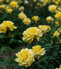 Ruža veľkokvetá pnúca žltá - Rosa - voľnokorenné sadeničky ruží - 1 ks