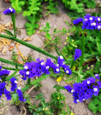 Limonka chobotnatá tmavomodrá - Limonium sinuatum - predaj semien - 30 ks