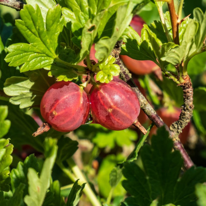 Egreš červený - Ribes uva-crispa - voľnokorenné sadenice egrešov - 1 ks