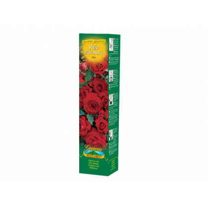 Ruža záhonová červená - voľnokorenné sadenice ruží - 1 ks
