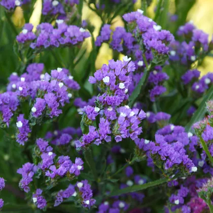 Limonka chobotnatá fialová - Limonium sinuatum - predaj semien - 30 ks