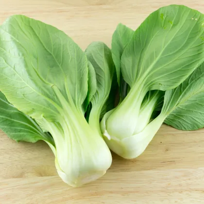 Pak Choi Shanghai - Brassica rapa chinensis - predaj semien - 200 ks