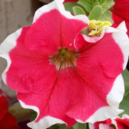 Petúnia Frost Fire - Petunia x grandiflora - predaj semien - 30 ks