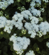 Agerát americký White Mountain - Ageratum houstonianum - predaj semien agerátu - 30 ks