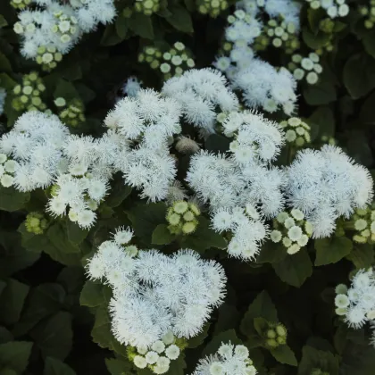 Agerát americký White Mountain - Ageratum houstonianum - predaj semien agerátu - 30 ks