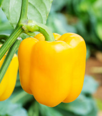 Paprika Snack Yellow - Capsicum annuum - predaj semien paprík - 6 ks