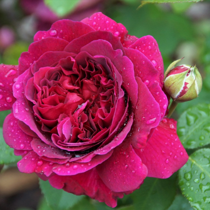 Ruža veľkokvetá kríčková tmavo ružová - Rosa - voľnokorenné sadeničky ruží - 1 ks