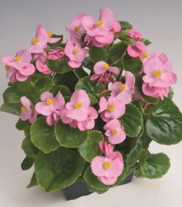 Begónia Super Olympia Rosa F1- Begonia semperflorens - predaj semien - 12 ks