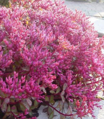 Rozchodník pochybný Voodoo - Sedum spurium - predaj semien - 50 ks