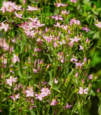 Zemežlč menšia - Centaurium erythraea - predaj semien zemežlče - 0,01 g