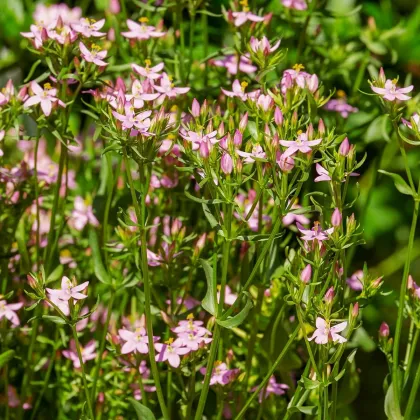 Zemežlč menšia - Centaurium erythraea - predaj semien zemežlče - 0,01 g