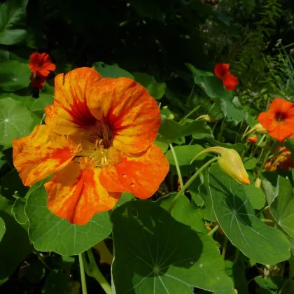 BIO Kapucínka Nasturtium - Tropaeolum majus odor. - predaj bio semien - 10 ks