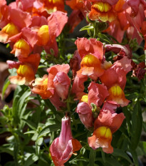 Papuľka nízka dvojkvetá Twinny Bronze - Antirrhinum majus - predaj semien - 20 ks