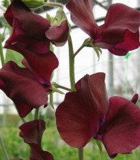 Hrachor Sunshine Burgundy - Lathyrus odoratus - predaj semien hrachora - 12 ks