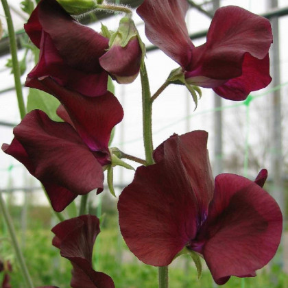 Hrachor Sunshine Burgundy - Lathyrus odoratus - predaj semien hrachora - 12 ks