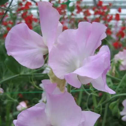 Hrachor Winter Sunshine - Lathyrus odoratus - predaj semien - 12 ks