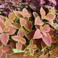 Africká pŕhľava Wizard Scarlet - Coleus blumei - semienka - 30 ks