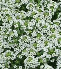 Lobulária Snow Crystal - Lobularia maritima - predaj semien - 200 ks