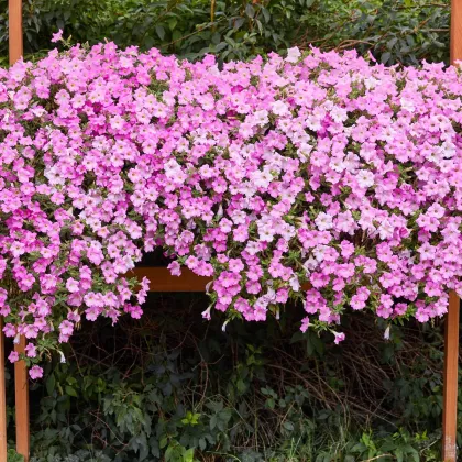 Petúnia Diamond Pearly Shades F1 - Petunia hybrida nana - predaj semien - 12 ks