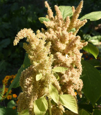 Láskavec Autumn Touch - Amaranthus caudatus - predaj semien - 270 ks