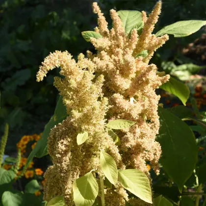 Láskavec Autumn Touch - Amaranthus caudatus - predaj semien - 270 ks