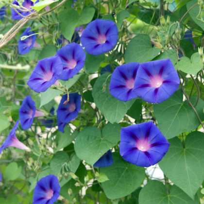 BIO Povojník fialový - Ipomoea purpurea - predaj semien - 15 ks