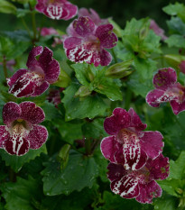 Čarodejka bodkovaná White Flame - Mimulus - predaj semien - 20 ks