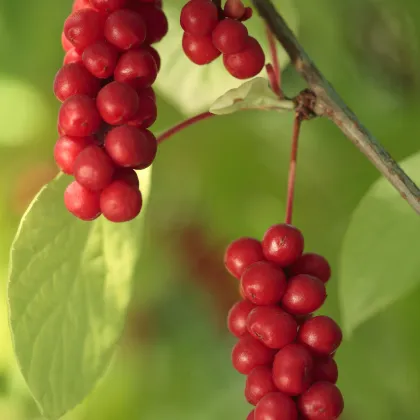 Schizandra čínska - Klanopraška - semiačka - 6 ks