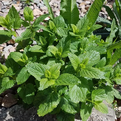 Medovka Mandarina - Melissa officinalis - predaj semien medovky - 20 ks