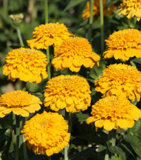 Cínia Zinderella Yellow - Zinnia elegans - predaj semien - 20 ks