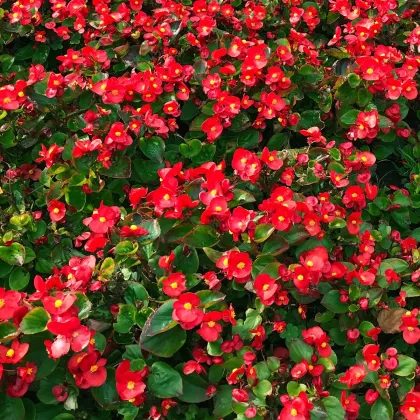 Begónia Big Red Green Leaf F1 - Begonia benariensis - predaj semien - 8 ks